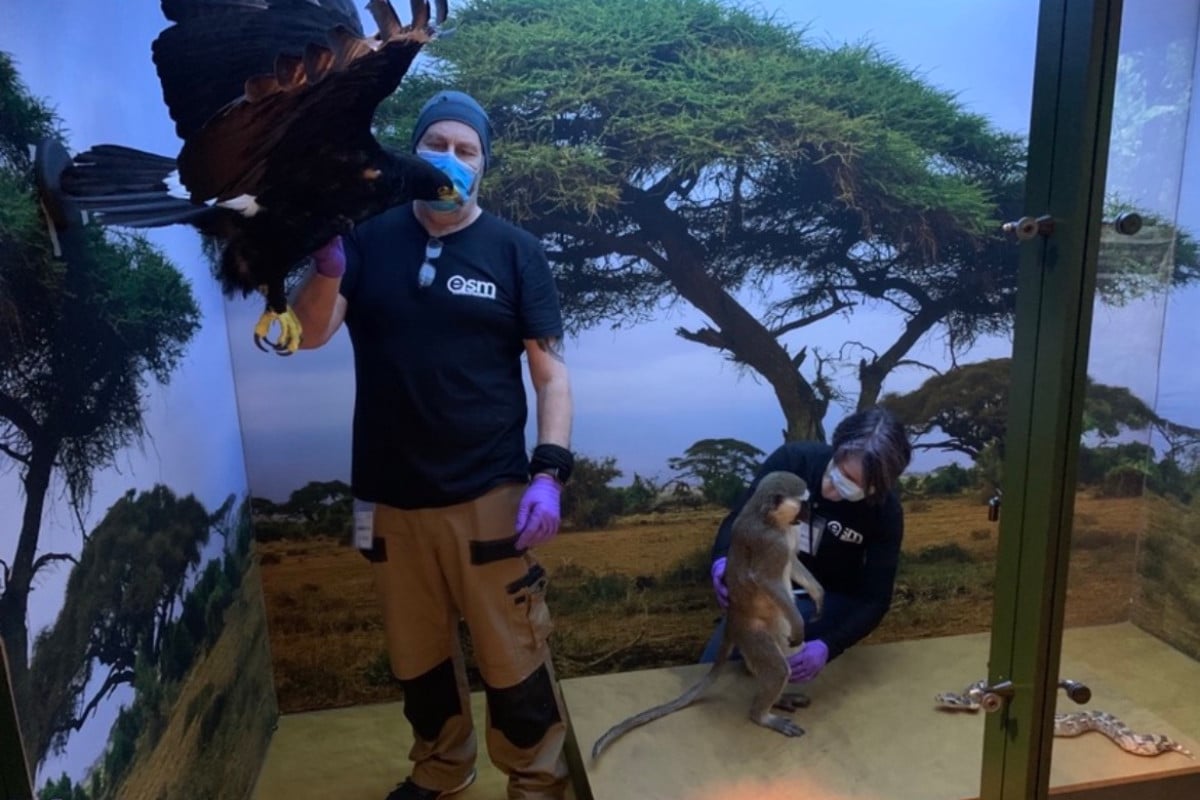 teo_article_how-to-successfully-plan-installations-for-international-touring-exhibitions_1 Monkeys - for Nomad Exhibitions