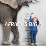 Little girl and an elephant