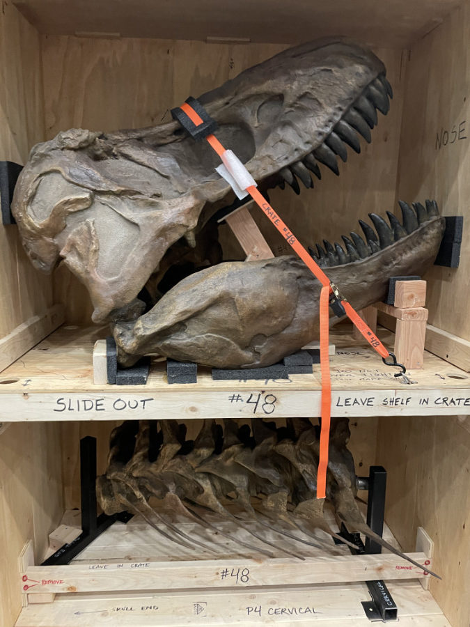 Photo by AMNH/E.Vanderpol