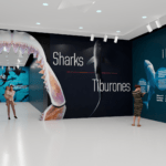 Museum gallery displaying Sharks 2D panel exhibition.