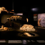 © 2025 Field Museum