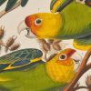 1detail-from-a-print-depicting-carolina-parrots-from-birds-of-america-by-john-james-audubon