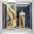 20191114-BTA-ROMBloodsuckerspreview-0294