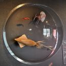 Abyss - World Touring Exhibitions (7)