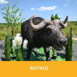 BUFFALO