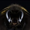 BeesHead