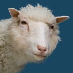 Close-up portrait of Dolly the Sheep, taxidermied mount