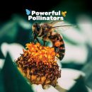 Pollinators_WebsiteImage_600pxX600px-1.jpg