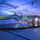 ROM2017_15587_1 (1)