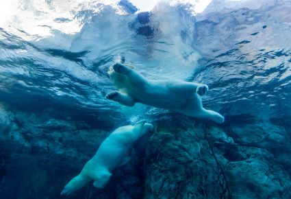 Polar Bears - Arctic Voices