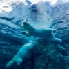 Polar Bears - Arctic Voices