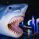 sharks-150-150